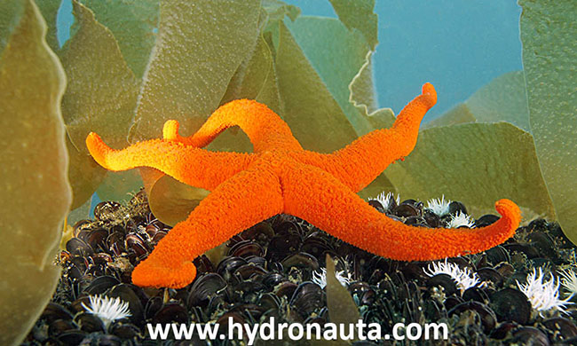 ptreciosa estrella de mar de color rojo